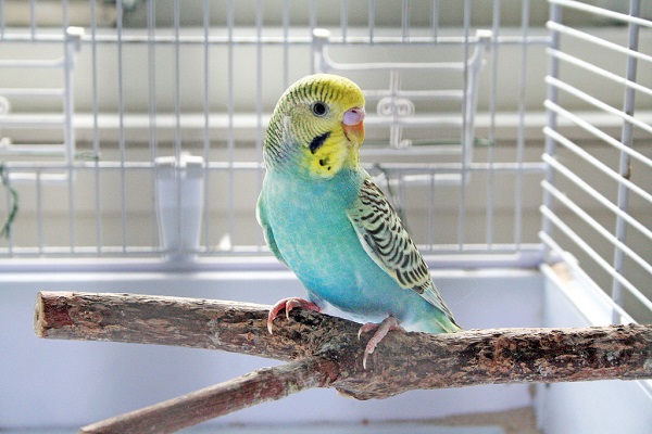 Как правильно обустроить клетку для волнистого попугая?