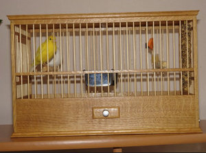 Какую клетку лучше выбрать для волнистых попугаев?