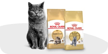 Кот рядом с кормом Royal Canin.