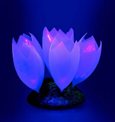Фото_0