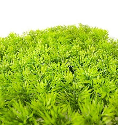 Фото_3