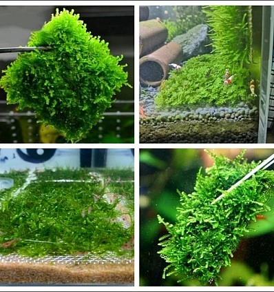Фото_1